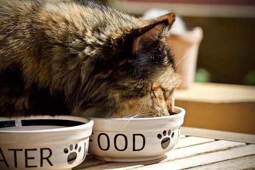 bezzbożowa karma dla kota